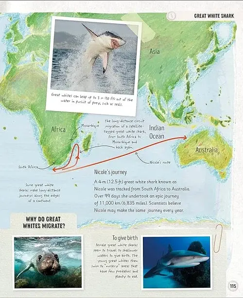 Amazing Animal Journeys - фото 5