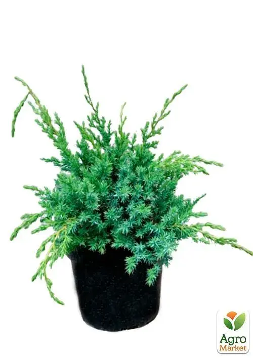 Саженец Agro-Market Можжевельник китайский 3-летний Blue Alps S3 высота 30-40 см 1 шт. в упаковке (62786) - фото 3