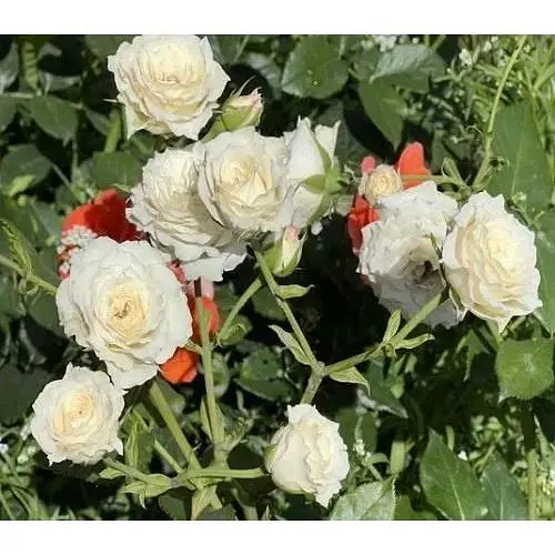 Саженец Agro-Market Роза мелкоцветная (спрей) Невеста (Bride) (класс АА+) (45967) 1 шт. - фото 4