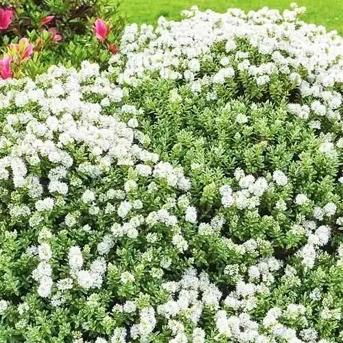 Хебе товстолиста 2-х річна Agro-Market (Hebe pinguifolia) С2 висота 15-25 см (115274) 1 саджанець в упаковці  - фото 2