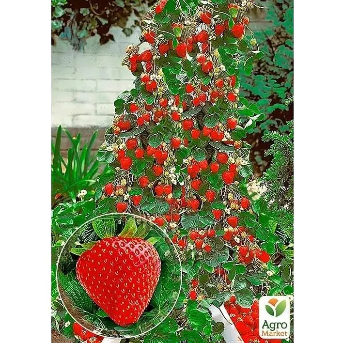 Саджанець Agro-Market Полуниця Ампельна Домашній делікатес (ремонтантний, ранній, солодкий сорт) (179036) 1 шт. - фото 2