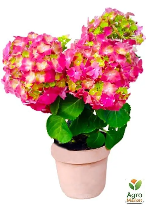 Саженец Agro-Market LMTD Гортензия крупнолистая цветущая 3-х летняя Early Rood (30-40см) (62547) - фото 2