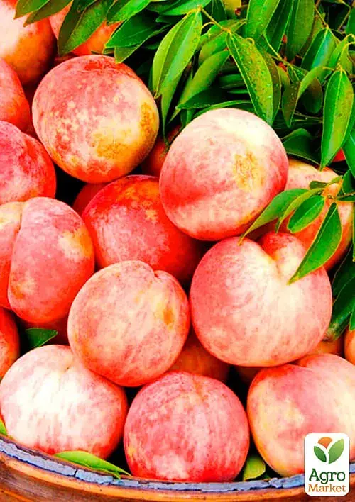 Саджанець Agro-Market Персик Фрост (літній сорт, середній термін дозрівання) 1 шт. в упаковці (39955) - фото 2