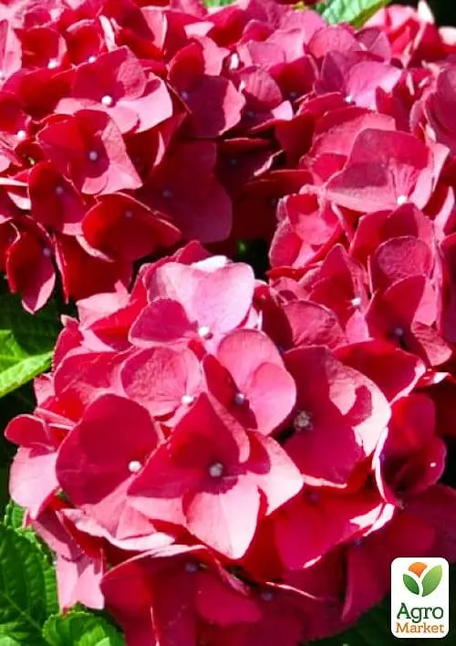 Саженец Agro-Market LMTD Гортензия крупнолистая цветущая 3-х летняя Early Rood (30-40см) (62547) - фото 3