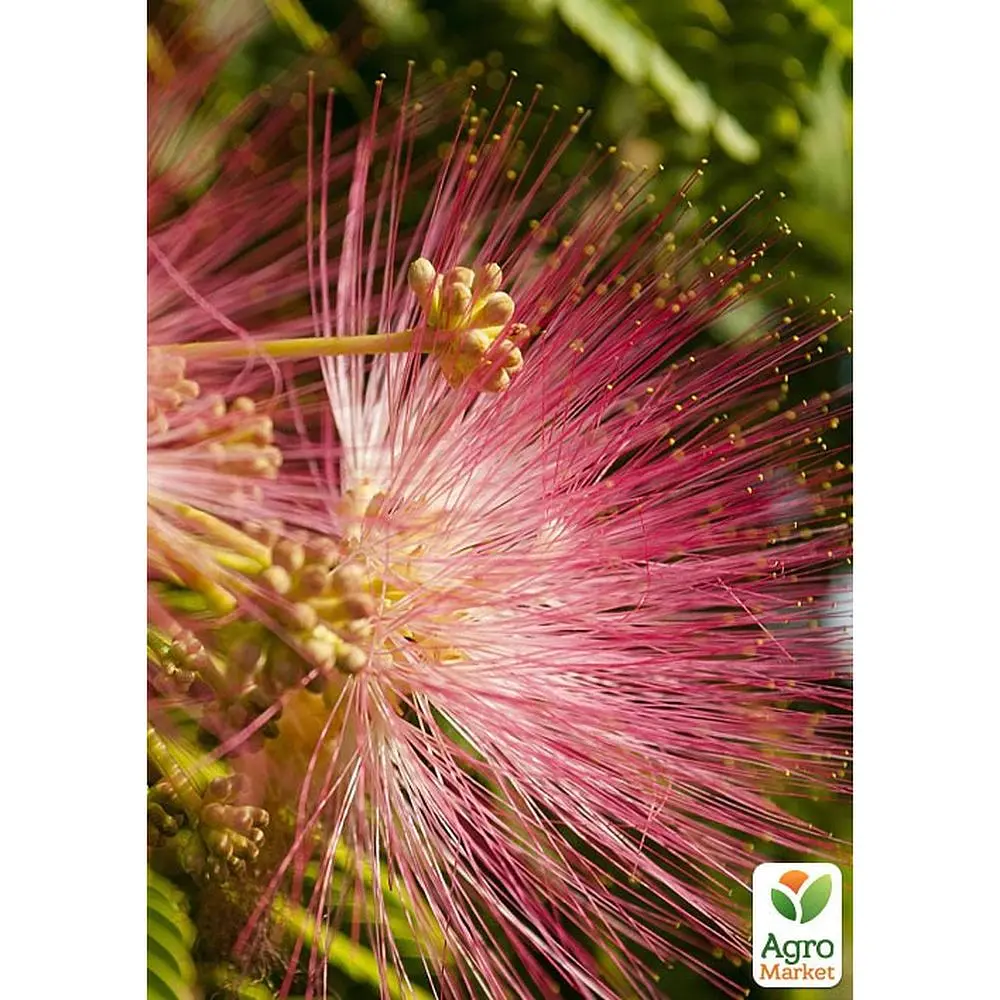 Саженец Agro-Market Альбиция зеленая Амбрела (красивоцветущая, очень ароматная) (120912) - фото 3