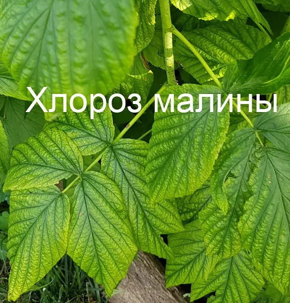 Хелат заліза Quantum 30 мл - фото 2