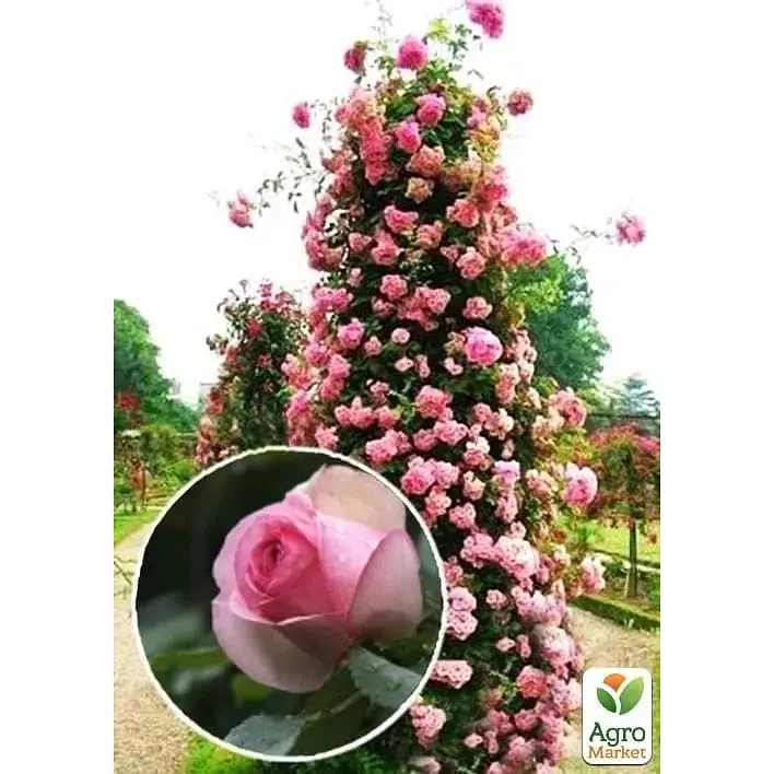Саджанець Agro-Market Троянда плетиста Eden Rose (клас АА +) вищий сорт (17394) 1 шт. - фото 2