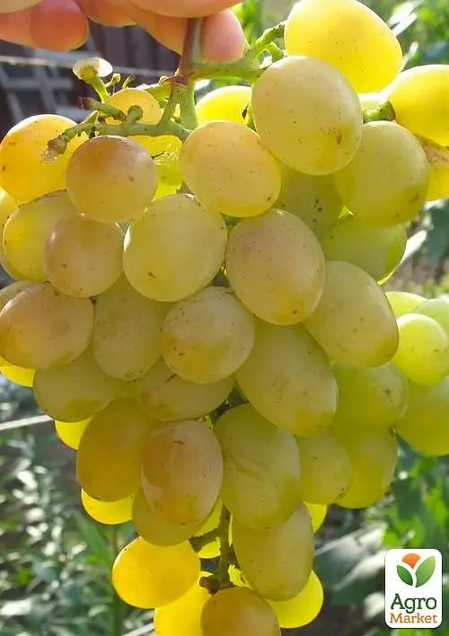 Саджанець Agro-Market Виноград Восторг (дуже ранній термін дозрівання, стійкий до хвороб і морозу) 1 шт. в пакуванні (36293) - фото 2