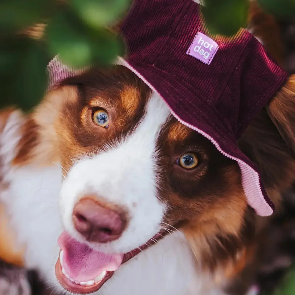 Панама для собак Hat-Dog Бордо "Дуо" вельвет (L) - фото 2