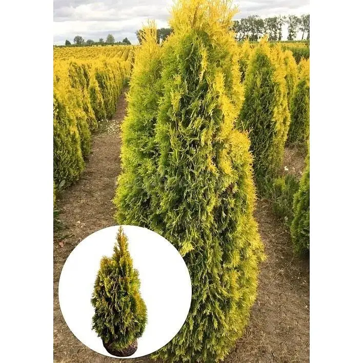 Саженец Agro-Market Туя западная Golden Smaragd (ком/сетка) высота 110-120 см 1 шт. в упаковке (176425) - фото 2
