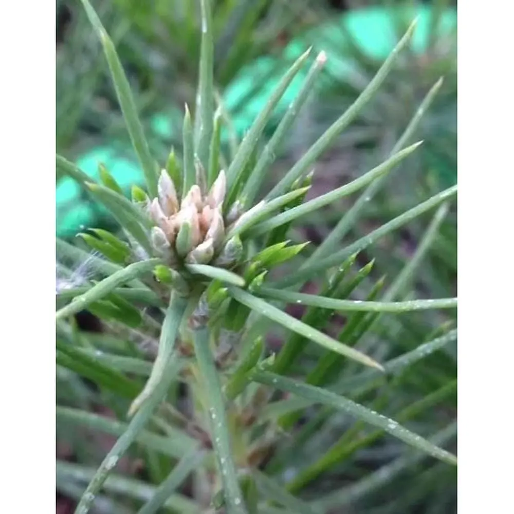 Саженец Agro-Market Сосна Черная Японская (идеальная для бонсай) Pinus Thunbergii (горшок P9) (49235) - фото 5