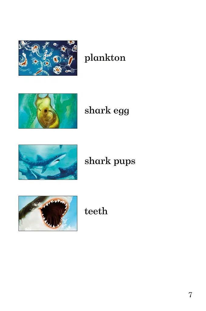 Ladybird Readers. Level 3. Sharks - фото 3