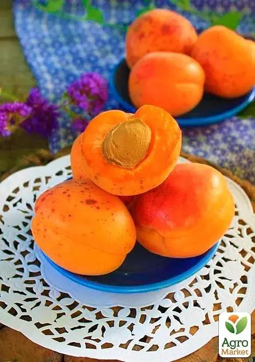 Саджанець Agro-Market Абрикос Флейвор Кот (літній сорт, пізній термін дозрівання) 1 шт. в упаковці (44000) - фото 4