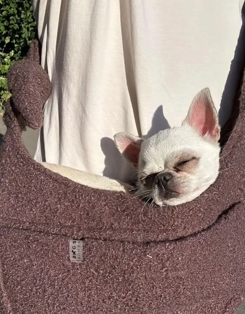 Слінг сумка переноска через плече для тварин собак котів дрібних порід до 6 кг ремінцем із кишенею dogs bomba коричневий  - фото 5