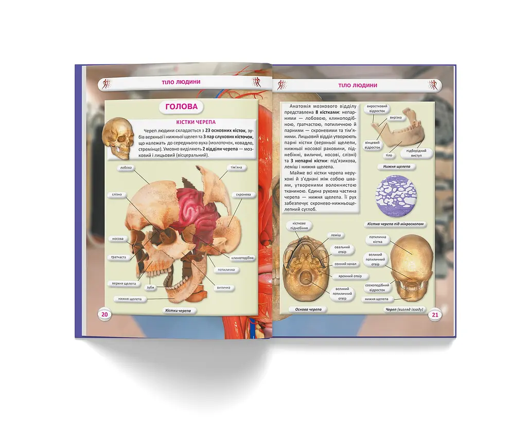 Книга Кристал Бук Все про тіло людини 1000 цікавих фактів (F00021075) - фото 8
