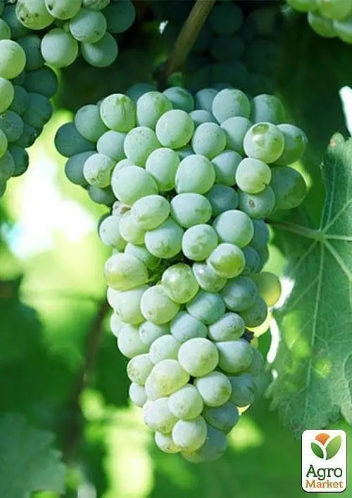 Саженец Agro-Market Виноград Совиньон Блан (Sauvignon Blanc) винный сорт, средний срок созревания) 1 шт. - фото 2