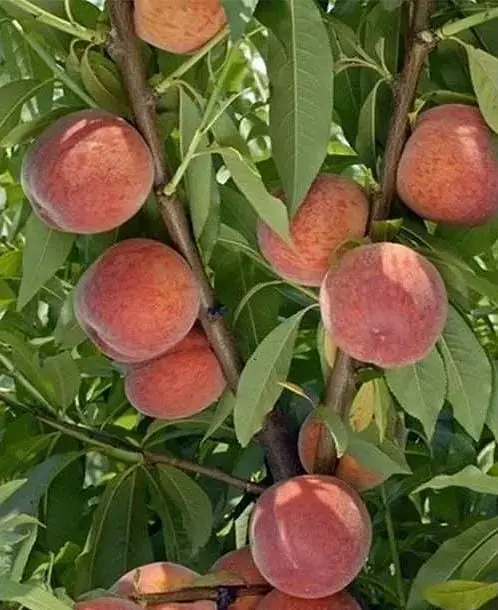 Саджанець Agro-Market Персик Посол Миру (літній сорт, середній термін дозрівання) (25773) 1 шт. в упаковці - фото 3