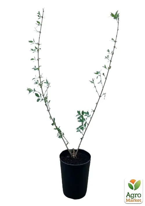 Саджанець Agro-Market Форзиція 3х літня Goldzauber (С3, висота 40-60 см) (103387) - фото 2