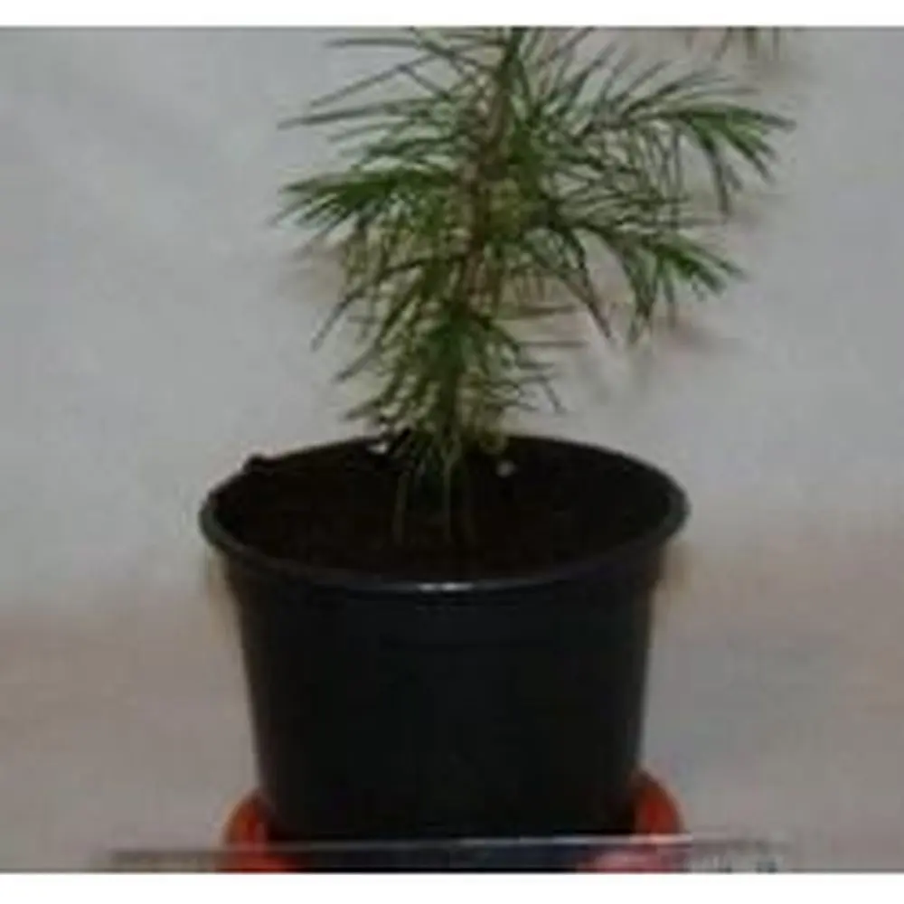 Саджанець Agro-Market Кедр Гімалайський (Cedrus Deodara) (50741) - фото 2
