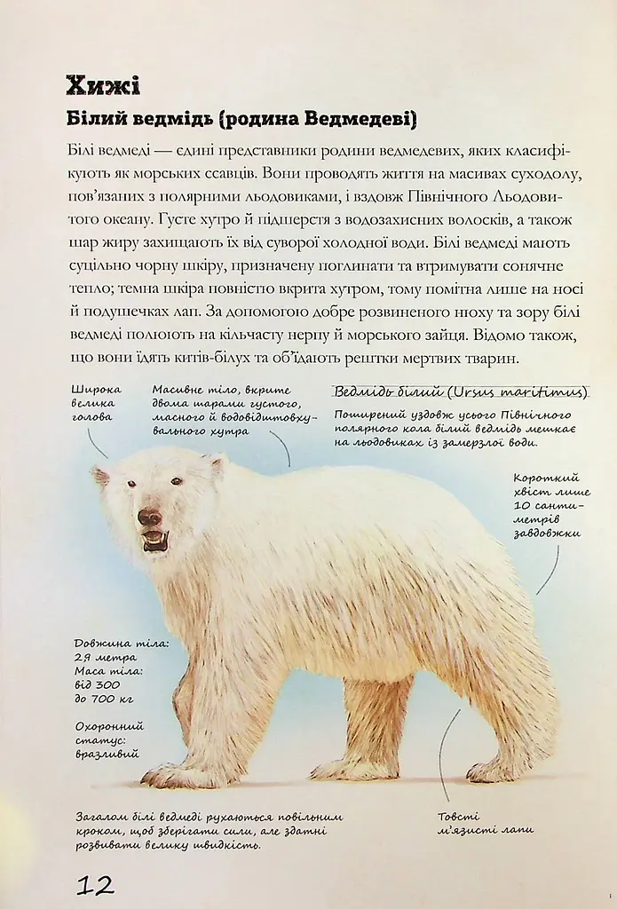 Морські тварини світу. Нотатки, малюнки та спостереження про тварин, що живуть в океані - фото 14