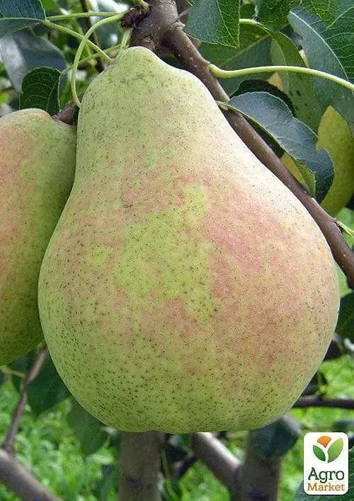 Саджанець Agro-Market Груша Марія (зимовий сорт, пізній термін дозрівання) 1 шт. в упаковці (35452) - фото 5