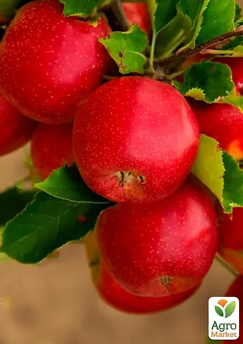 Саджанець Agro-Market Яблуня Розелла (зимовий сорт, пізній термін дозрівання) 1 шт. в упаковці (178101) - фото 2