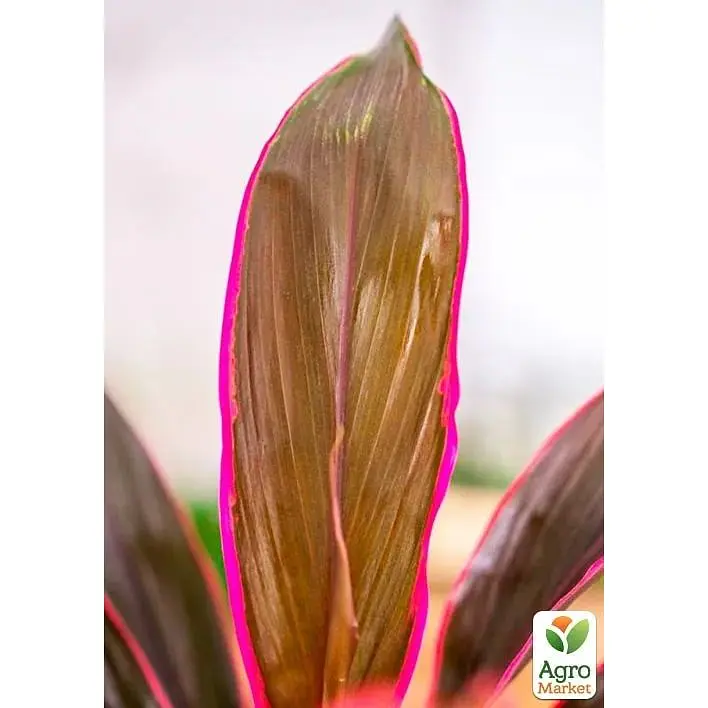 LMTD Кордилина Agro-Market Tango 35-45см (178897) 1 саженец в упаковке (комнатный) Нидерланды - фото 2