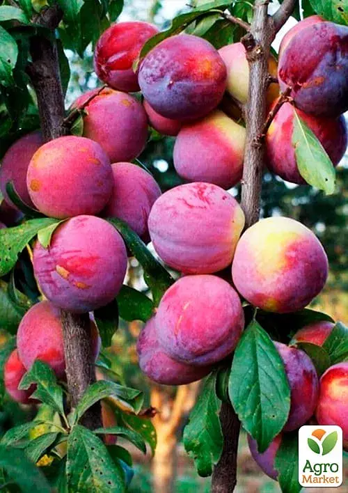 Саджанець Agro-Market Слива-персик колоновидна (літній сорт, середній термін дозрівання) 1 шт. в упаковці (35444) - фото 2