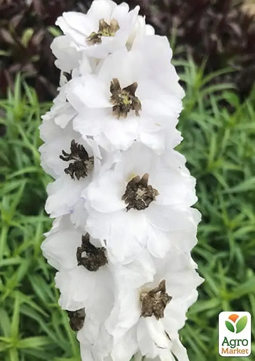 Саджанець Agro-Market Дельфініум гібридний White Dark Bee (182205) - фото 3
