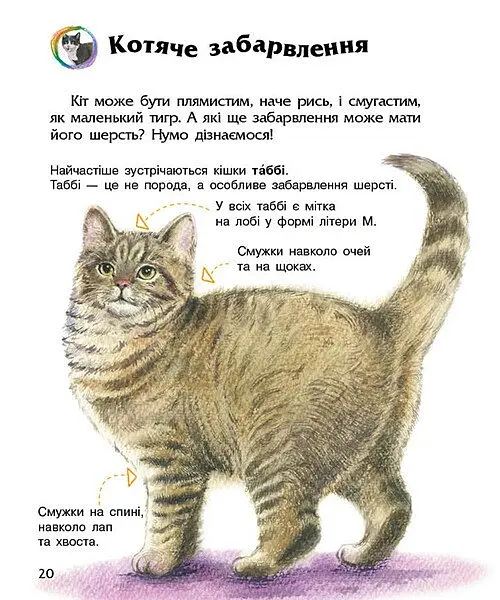 Коти. Енциклопедія дошкільника - Юлія Каспарова - фото 6