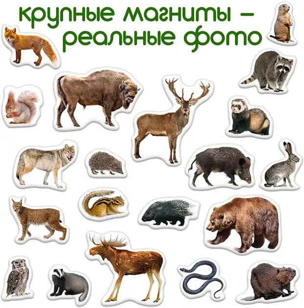 Магнітний набір Magdum Лiсові мешканці (ML4031-29 EN) - фото 2
