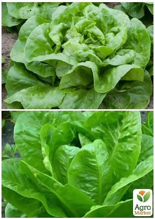 Семена Agro-Market Салат Кочаны на вес цена за 5 г (13383) - фото 3
