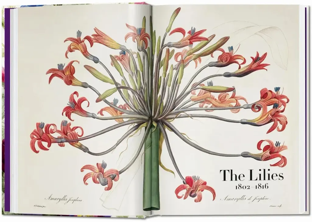 Redouté. The Book of Flowers - фото 2