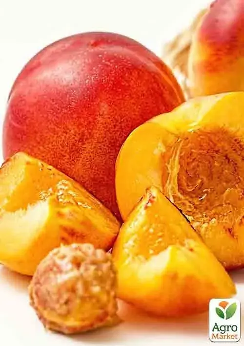 Саджанець Agro-Market Нектарин Ред Голд (лисий персик, літній сорт, середній термін дозрівання) 1 шт. в упаковці (21366) - фото 2