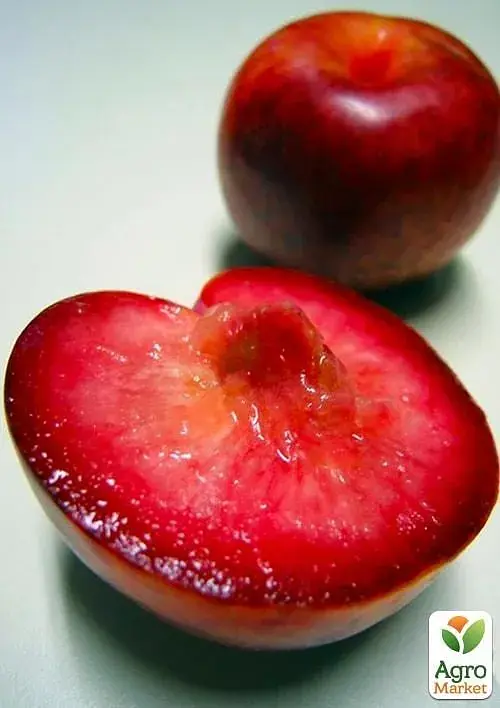 Саджанець Agro-Market Гібрид сливи-абрикоса Плуот (Dapple Dandy) 1 шт. в упаковці (47306) - фото 2