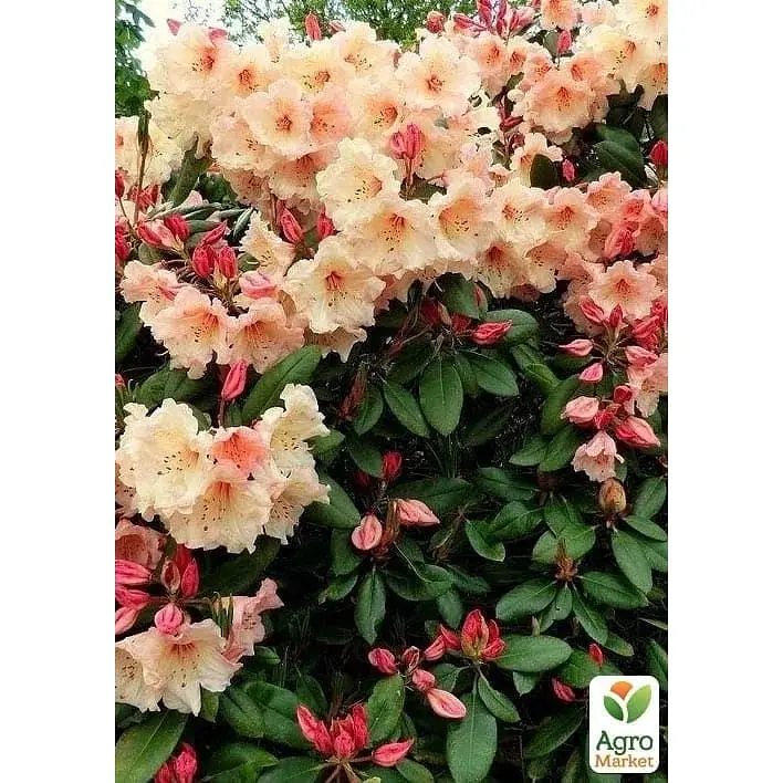 Саженец Agro-Market Рододендрон гибридный 2-х летний Virginia Rishard С1.5 высота 25-40 см (183555) 1 шт. в упаковке - фото 2