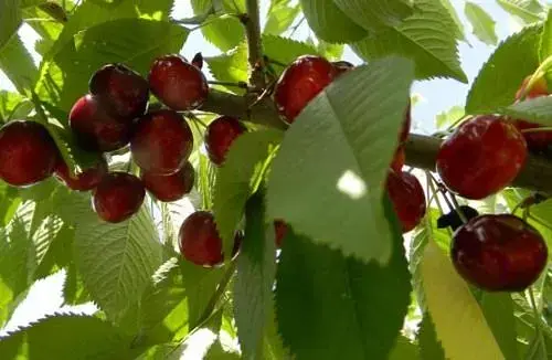 Саджанець Agro-Market Черешня Казка (ранній термін дозрівання) 1 шт. в упаковці (25909) - фото 3