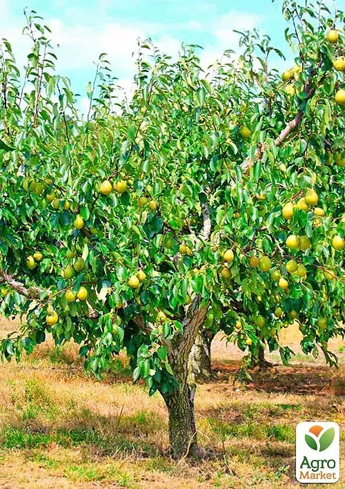 Саженец Agro-Market Груша Катюша (зимний сорт, поздний срок созревания) 1 шт. в упаковке (179968) - фото 3