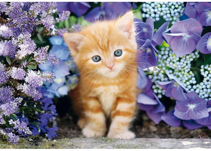 Пазл Clementoni High Quality Collection: Руденьке кошеня серед квітів (High Quality Collection - Ginger Cat Theme Puzzle - 500 pcs.), 500 ел. (35585) - фото 2