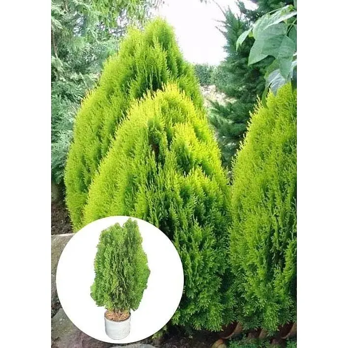 Саженец Agro-Market Туя восточная Aurea Nana (ком/сетка) высота 60-80 см 1 шт. в упаковке (179900) - фото 3