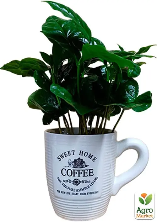 Саджанець Agro-Market Кава Arabica coffee у керамічній чашці 1 шт. в упаковці (183132) - фото 2