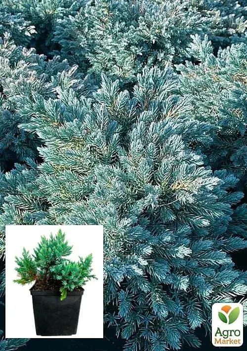 Саджанець Agro-Market Ялівець лусчастий 4-річний Blue Star С3 Ø 20-25 см 1 шт. в упаковці (116272) - фото 2