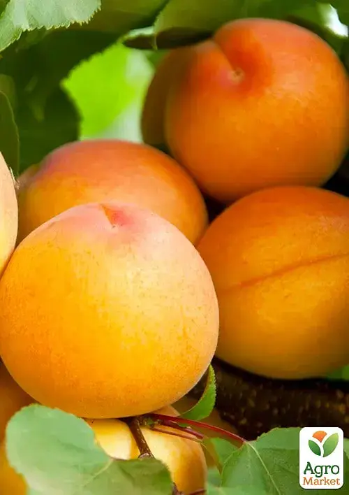 Саджанець Agro-Market Абрикос Янтар весняний (літній сорт, надранній термін дозрівання) 1 шт. в упаковці (179967) - фото 3