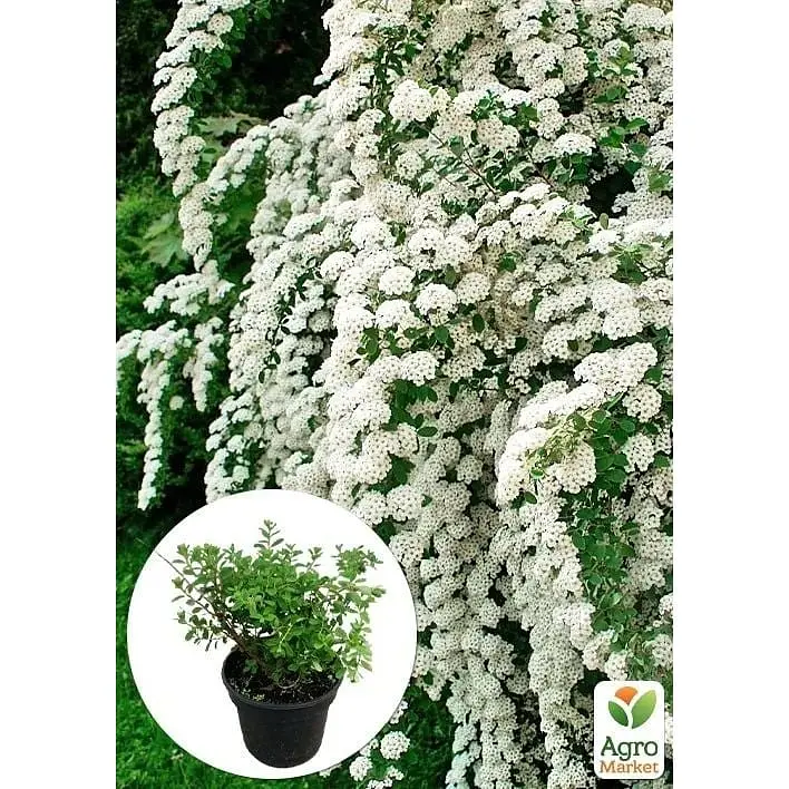 Саджанець Agro-Market Спірея ніппонська 2-х річна Snowmound вазон С2 висота 20-40 см (176819) 1 шт. в упаковці - фото 2