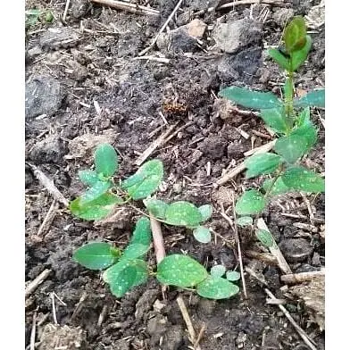 Саджанець Agro-Market Жимолость Німфа (середній термін дозрівання, один з провідних сортів) 1 шт. в упаковці (36259) - фото 6