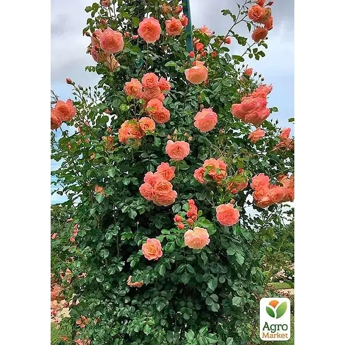 Роза плетистая Agro-Market Печь Мельба саженец класса АА+ высший сорт 1 шт. в упаковке (178159) - фото 4