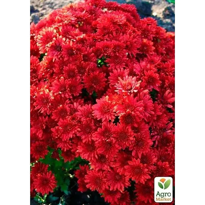 Саженец Agro-Market Хризантема мультифлора шаровидная Diva Rouge (176487) 1 шт. в упаковке - фото 2