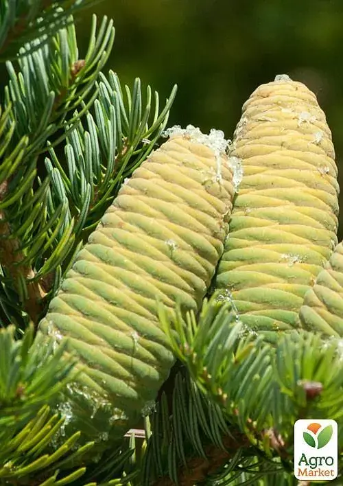 Саджанець Agro-Market Ялиця Маньчжурська (Abies holophylla) горщик P9, 1 шт. в упаковці (51738) - фото 3