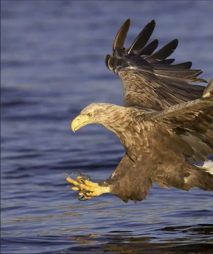 Wildlife of Britain and Ireland - фото 9