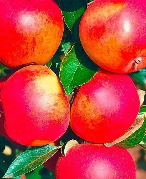 Саджанець Agro-Market Яблуня Джонатан (зимовий сорт, пізній термін дозрівання) (25650) 1 шт. в упаковці - фото 2